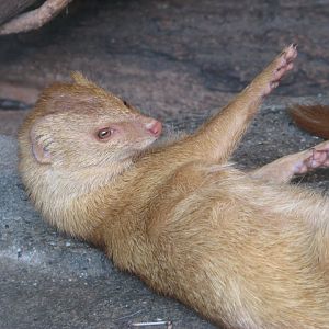 Common slender mongoose - April 2015