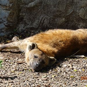 Spotted Hyena (Crocuta crocuta)