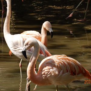Chilean Flamingo (Phoenicopterus chilensis)