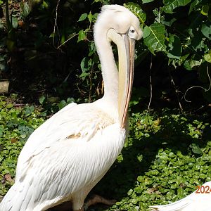 Great White Pelican (Pelecanus onocrotalus)
