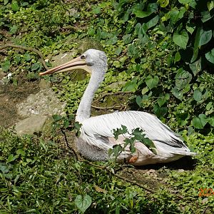 Pink-backed Pelican (Pelecanus rufescens)