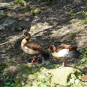 Egyptian Goose (Alopochen aegyptiaca)