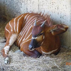 Eastern Bongo (Tragelaphus eurycerus isaaci)