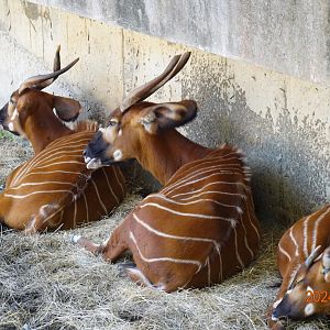 Eastern Bongo (Tragelaphus eurycerus isaaci)