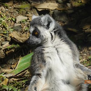 Ring-tailed Lemur (Lumur catta)