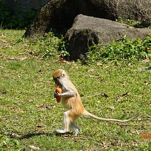 Patas Monkey (Erythrocebus patas)