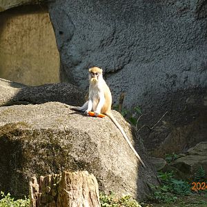 Patas Monkey (Erythrocebus patas)