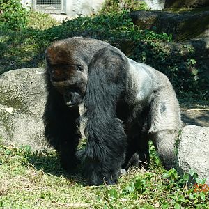 Western Lowland Gorilla (Gorilla gorilla gorilla)