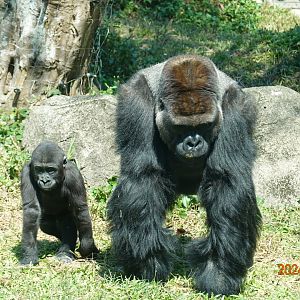 Western Lowland Gorilla (Gorilla gorilla gorilla)