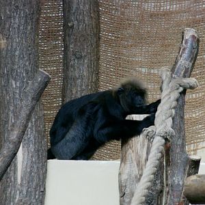 Nilgiri langur - July 2014