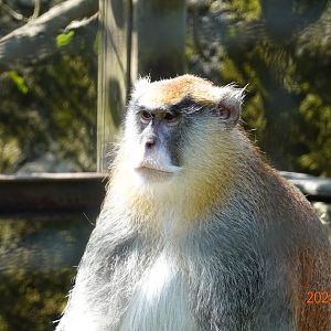 Patas Monkey (Erythrocebus patas)