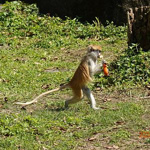 Patas Monkey (Erythrocebus patas)