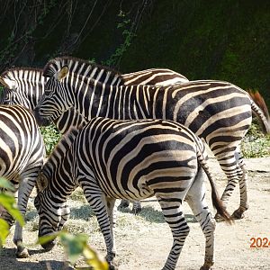 Chapman's Zebra (Equus quagga chapmani)