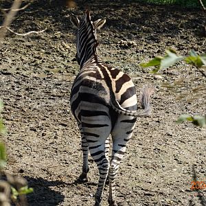 Chapman's Zebra (Equus quagga chapmani)