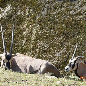 Beisa Oryx (Oryx beisa beisa)