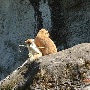 Patas Monkey (Erythrocebus patas)