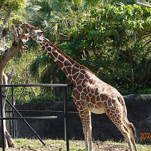 Giraffe (Giraffa camelopardalis)