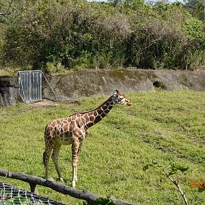 Giraffe (Giraffa camelopardalis)