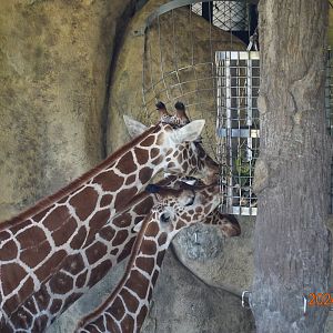 Giraffe (Giraffa camelopardalis)