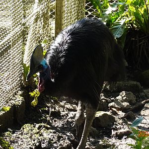 Southern Cassowary (Casuarius casuarius)