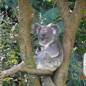Northern Koala (Phascolarctos cinereus cinereus)