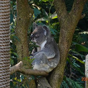 Northern Koala (Phascolarctos cinereus cinereus)