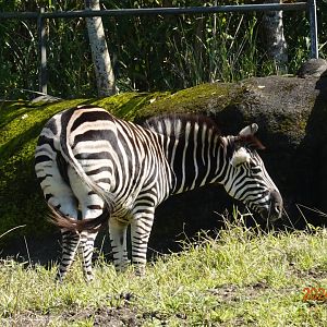 Chapman's Zebra (Equus quagga chapmani)
