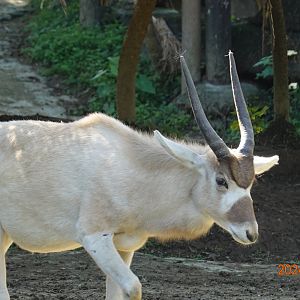 Addax (Addax nasomaculatus)