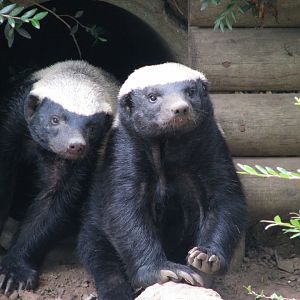 Honey badgers - July 2015