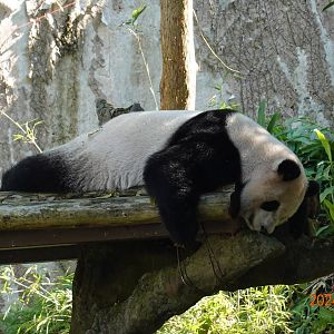 Giant Panda (Ailuropoda melanoleuca)