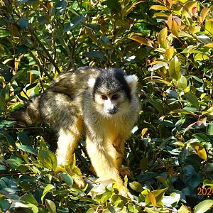 Bolivian Squirrel Monkey (Saimiri boliviensis boliviensis)