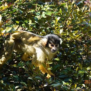 Bolivian Squirrel Monkey (Saimiri boliviensis boliviensis)