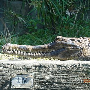 False Gharial (Tomistoma schlegelii)