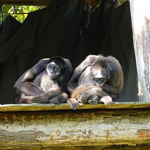 Brown Spider Monkey (Ateles hybridus)