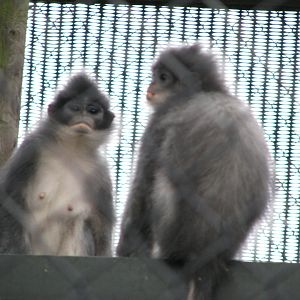 Javan surili - July 2015