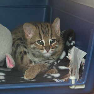 Rusty-spotted cat kitten - August 2015