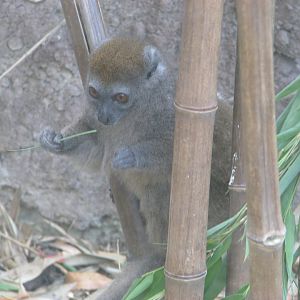 Western lesser bamboo lemur - August 2015