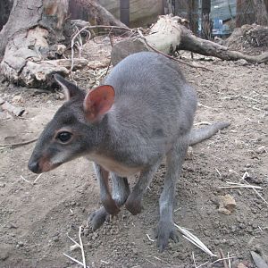 Dusky pademelon - August 2015