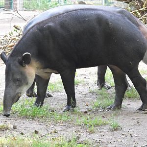 Baird's tapir - September 2020