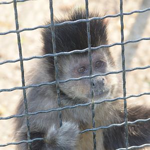 Black capuchin - September 2020