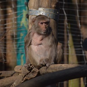 Rhesus macaque - September 2020