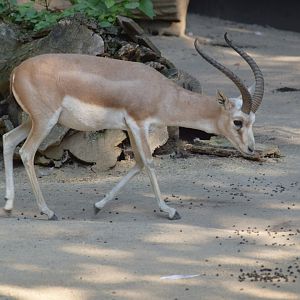 Goitered gazelle - September 2020