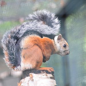 Variagated squirrel - August 2021