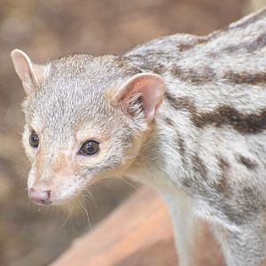 Grandidier's vontsira - September 2021