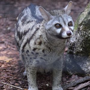 South African small-spotted genet - June 2019