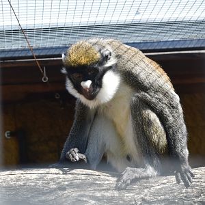 Lesser spot-nosed monkey - April 2019