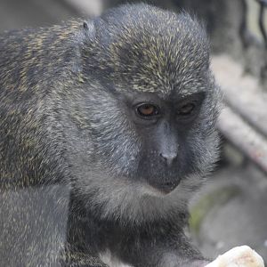 Allen's swamp monkey - April 2019