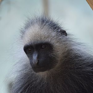 King colobus - June 2021