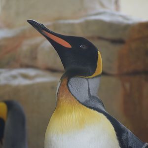 King penguin - June 2021