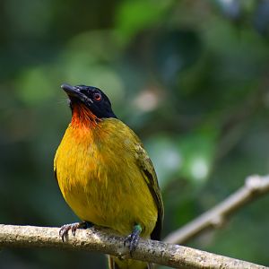 Ruby-throated bulbul - June 2021